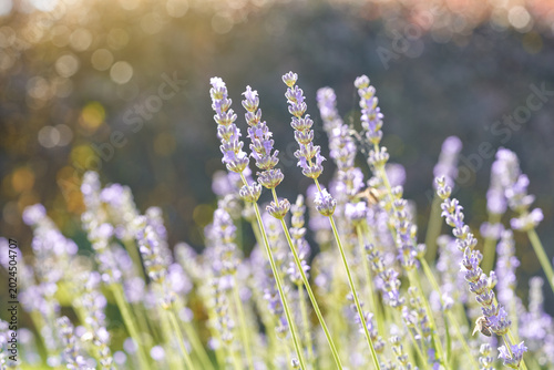 Blooming lavender flowers in warm sunlight with soft bokeh background, close-up of aromatic purple lavandula in summer meadow, natural floral scene with tranquil and romantic atmosphere