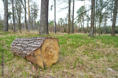 Cut tree trunk lying in forest clearing, close-up of felled timber log with visible bark and wood rings, natural woodland scene related to forestry, logging and raw wood material