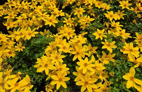 Goldmarie, Bidens ferulifolia