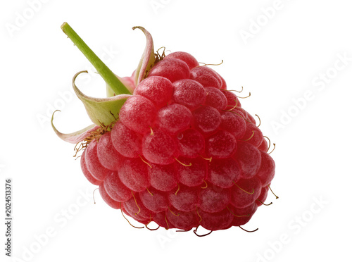 Fotografie Isolated fresh ripe red raspberry fruit with green stem and sepals, detailed clo