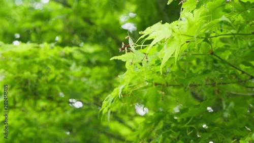風に揺れる青もみじ