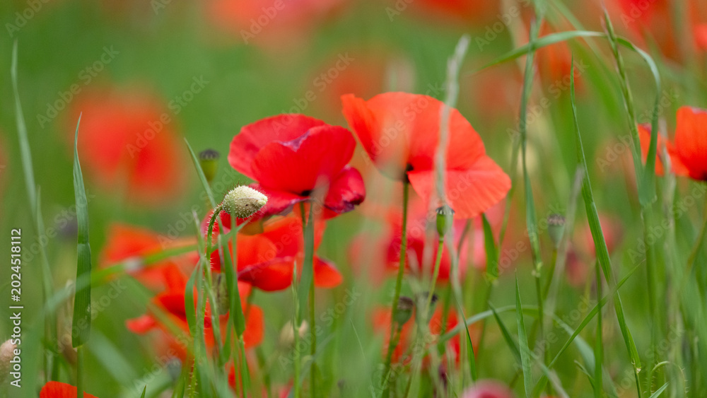 Fototapeta premium red poppy flower