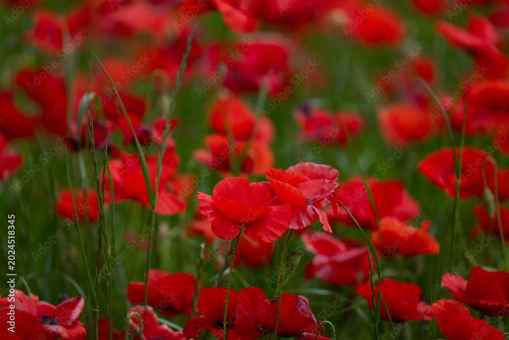 Fototapeta premium red poppy field