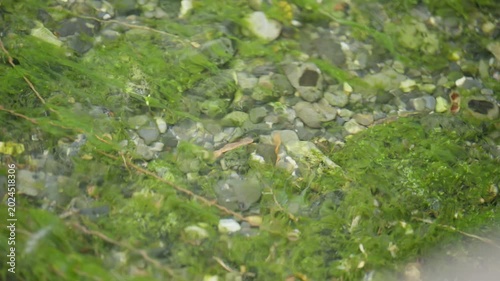 水路を流れる澄み切った水と水草