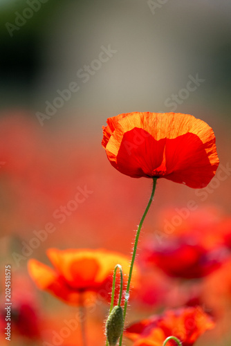 red poppy flower