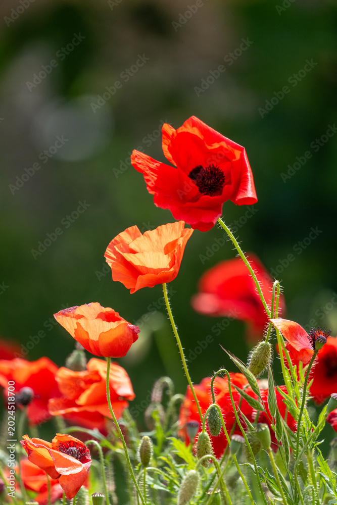 Obraz premium red poppy flower