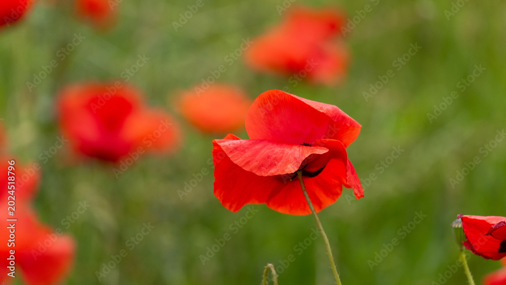 Fototapeta premium red poppy flower