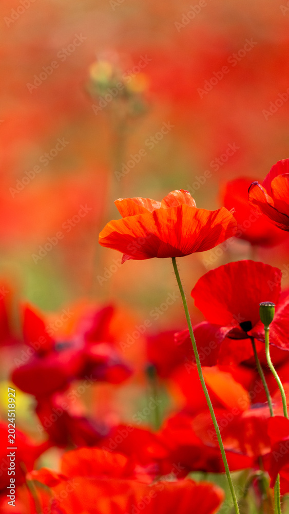 Obraz premium red poppy flowers