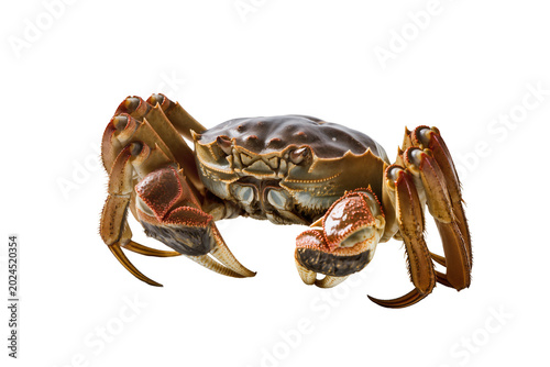 Schilderij op canvas Isolated Chinese mitten crab, a fresh and edible crustacean, ready for culinary