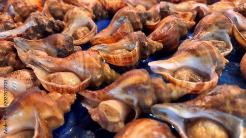 Freshly marine mollusk in a market. Just caught marine mollusk