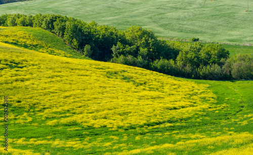 Landschaft an der Panoramastraße zwischen den toskanischen Dörfern San Quiricio und Pienza, Toskana, Italien, Europa