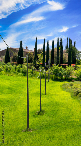 Stromleitungen mit kleinen Masten inmitten der Landschaft an der Panoramastraße zwischen den toskanischen Dörfern San Quiricio und Pienza, Toskana, Italien, Europa