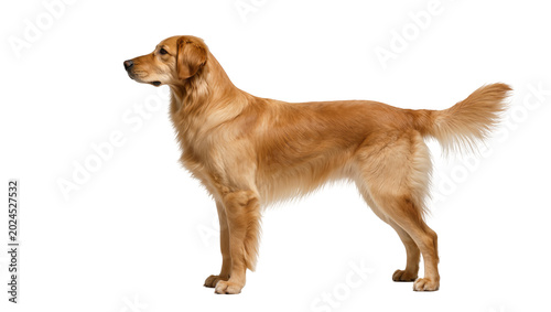 Obraz na płótnie Isolated Golden Retriever dog in side profile, standing elegantly with a calm ex