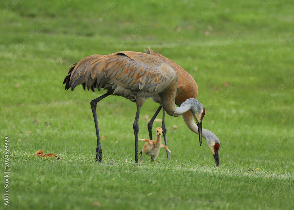 Fototapeta premium Pair of adult Sandhill Cranes walking through a green lawn hunting for food in the grass with two young fledglings beside them. 