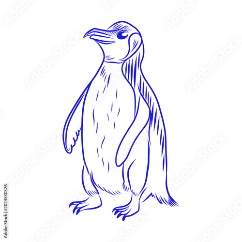 Vector hand drawn sketch of an adult penguin, blue line art on a white background