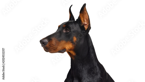 Photos Isolated Doberman Pinscher dog portrait, elegant animal profile with alert expre