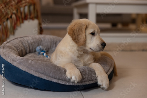 Golden retriever puppy resting in round plush bed on tiled floor, holding blue rope toy