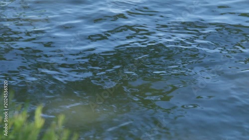 草越しに見る水路の水面