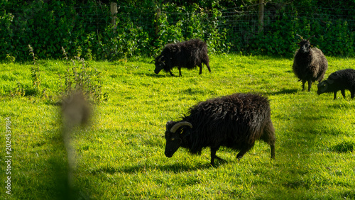 Foto A herd of black sheep which are grazing in a field