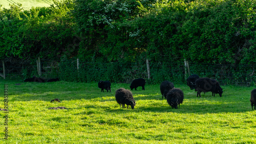 Tableau sur toile A herd of black sheep which are grazing in a field