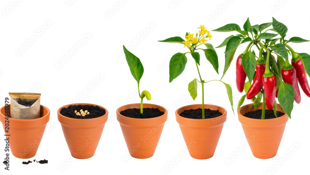 Obraz premium Isolated life cycle stages of a pepper plant growing from seeds to mature red chili peppers
