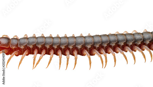 Photography Isolated creepy crawling multi-legged brown centipede showing detailed segmented body structure
