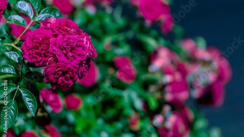 Photos ピンクのバラが咲き広がる華やかな花背景素材