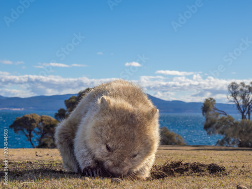 Принти на полотні Low shot of a Tasmanian bare-nosed wombat feeding on the grasslands of Maria Isl