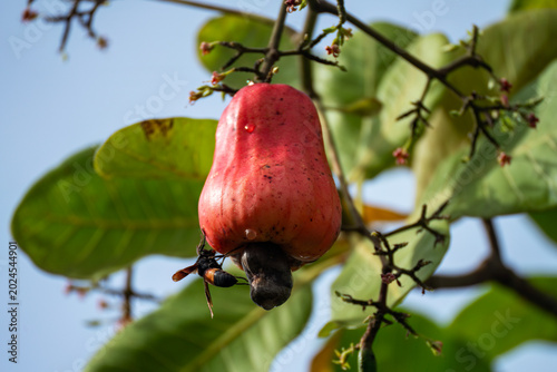 Ripe red cashew apple with kidney-shaped nut hanging on branch with a wasp