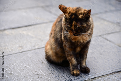 Canvas Print Close-up of a wild cat standing on the street
