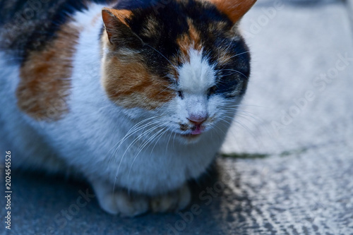 Canvas Print Close-up of a wild cat standing on the street