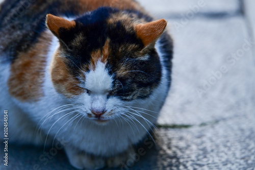 Photography Close-up of a wild cat standing on the street