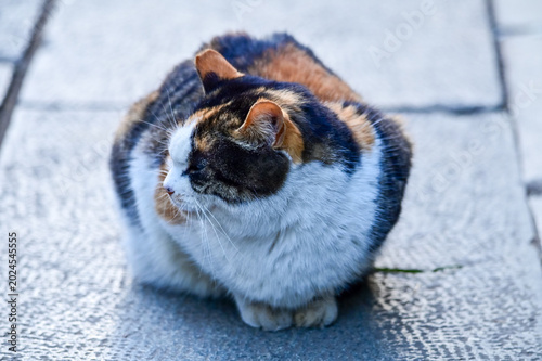 Canvas Print Close-up of a wild cat standing on the street