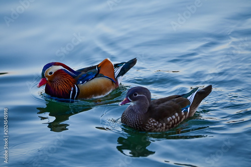 Close-up of Mandarin ducks and wood ducks swimming in West Lake, Hangzhou, China. A kind of Waterbirds. Birdwatching. Travel, animal and nature scene. Popular park of Hangzhou city China. 