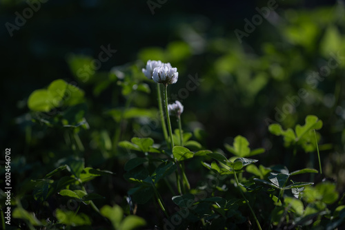 木漏れ日に浮かび上がるシロツメクサの花とクローバー（初夏・自然・背景ボケ）