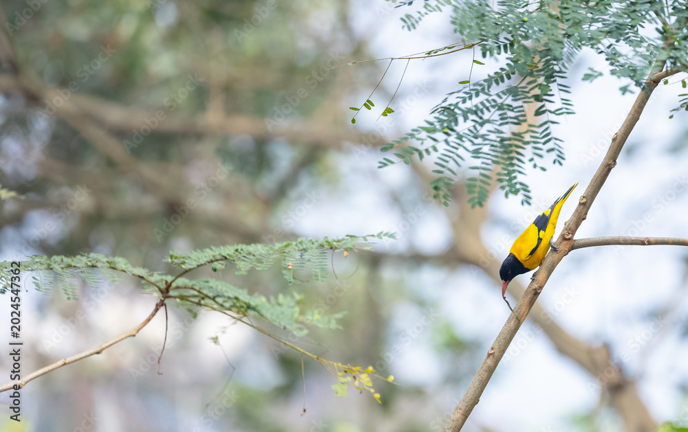 Fototapeta premium Black-hooded Oriole (Oriolus xanthornus) perching on tree branch.