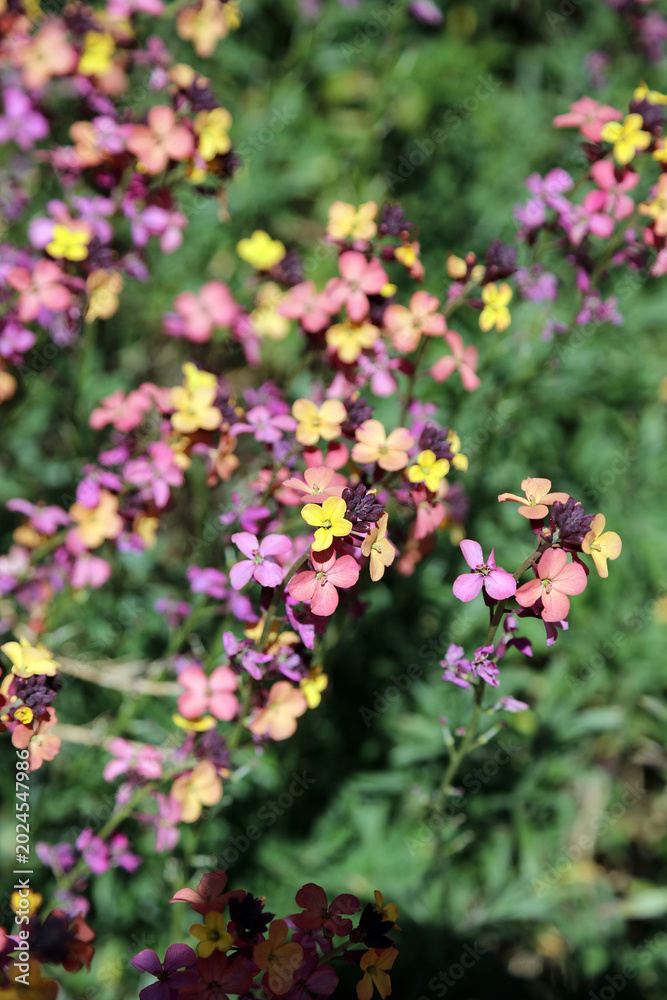 Obraz premium Macro image of sunlit Peach-flowered wallflower flowers, Derbyshire England 