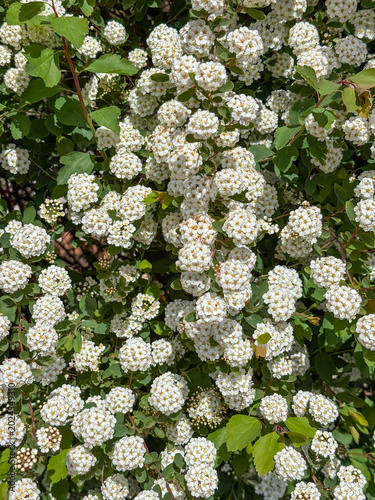Weisse Blütenpracht am Strauch der Brautspiere im Mai