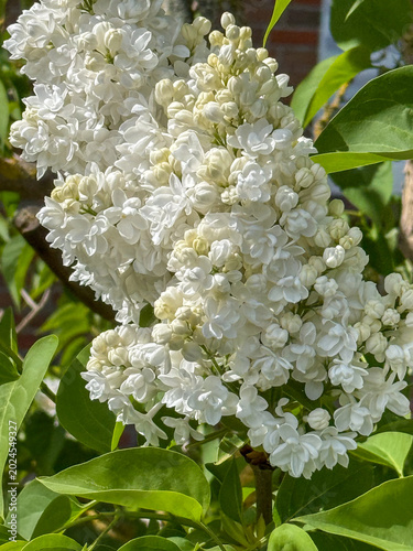 Nahaufnahme einer weissen Fliederblüte im Mai