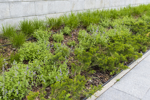 Cuadro en lienzo 4 May 2026 Flowerbed with green plants in the garden in the spring