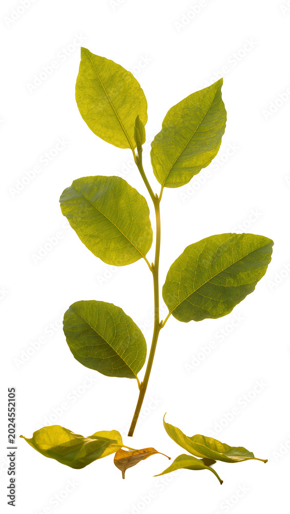 Fototapeta premium Isolated fresh vibrant green leaves growing on a plant stem with some fallen foliage below.