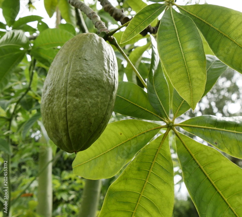 Seed pod of pachira glabra, tropical tree also called money tree. Elongated capsule and green foliage