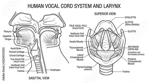 Foto Detailed Diagram of Human Vocal Cord System and Larynx in Sagittal and Superior Views