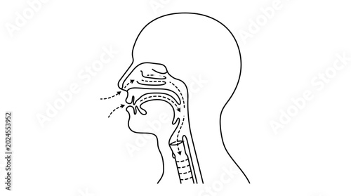 фотографія Diagram of Human Respiratory System and Airflow Through Nasal and Oral Cavities