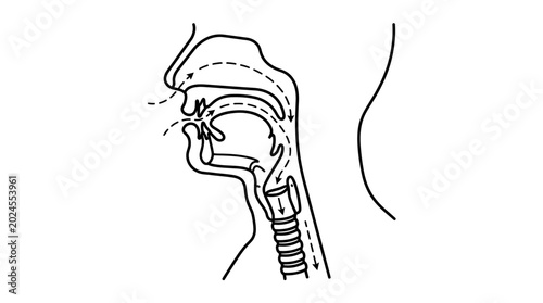 Canvastavla Diagram of human vocal tract and airflow during speech production