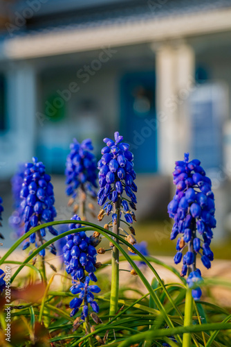 Fotografie Close-up of blooming blue grape hyacinths
