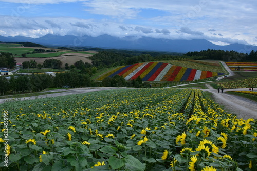 Foto 北海道 美瑛町の四季彩の丘