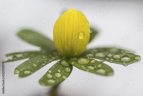 Winter aconite (Erantnis hyemalis), Emsland, Lower Saxony, Germany
