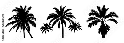Foto Palm Tree silhouette set with stark black outline on white background featuring