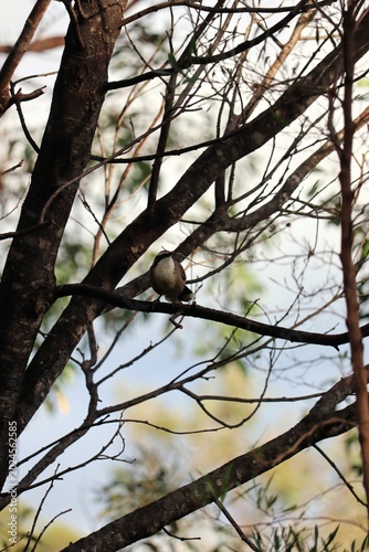 Tableau sur toile White-browed Babbler (Pomatostomus superciliosus) with material for roost buildi